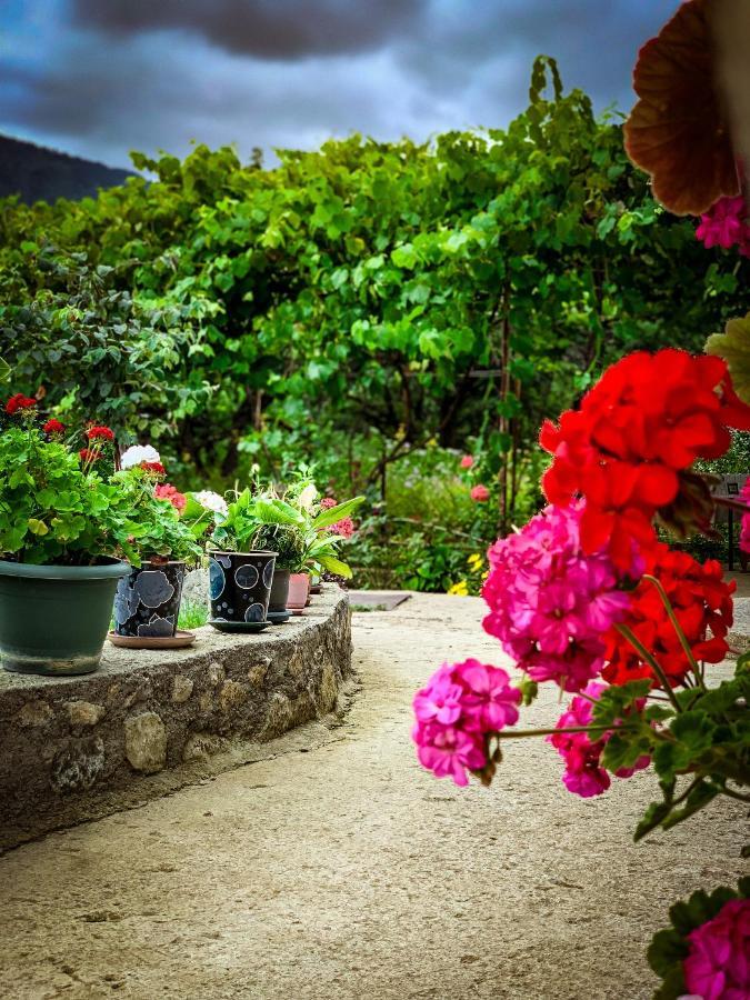 Family Hotel Mountain Panorama Borjomi Exterior photo